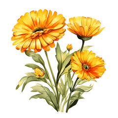 Calendura, Flowers, Watercolor illustrations