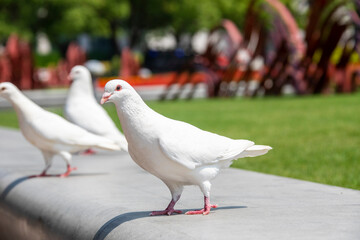 The closeup image of white pigeon. There are more than 500 pigeons lives in central Shanghai's People's Square of China are an attraction to both residents and tourists. 