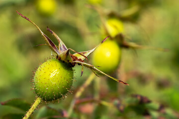Green fruits of the Rosa villosa, the apple rose, is a species of rose.
