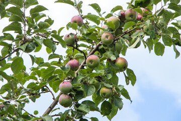 Apple trees in the garden with ripe green apples ready for harvest.