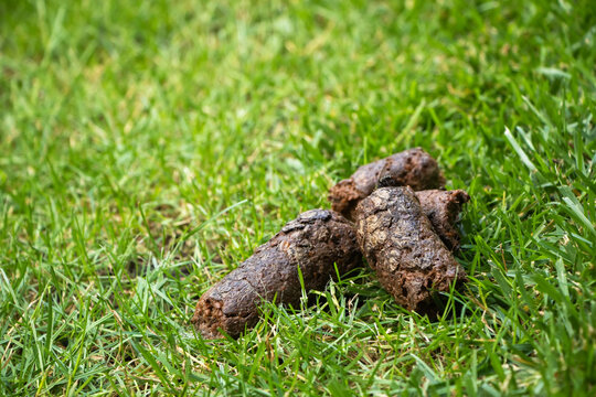 big pile of dog shit on the city lawn. outdoor closeup. fresh animal crap dung