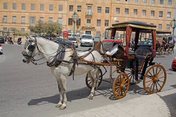 Fototapeta na wymiar Horse and carriage in Malta