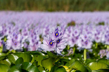 Common water hyacinth flowers from a little pond