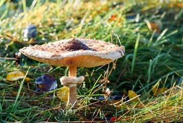 parasol mushroom acting in the grass