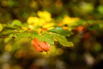 Detail of autumn coloured leaves