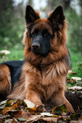 Langhaarschäferhund Portrait