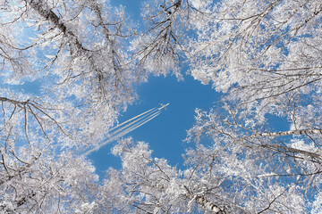 View from below of trees in the snow and an airplane flying above them in the sky with a...