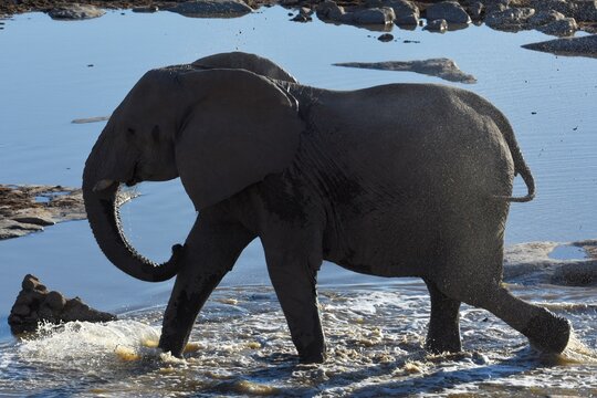 Afrikanischer Elefant (loxodonta africana) am Wasserloch Halali im Etoscha Nationalpark in Namibia. 