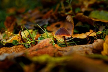 A little fungus in the fallen autumn leaves