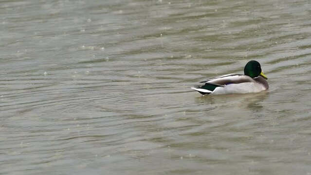 Mallard, Wild Duck in natural ambient, male (Anas Platyrhynchos) - (4K)