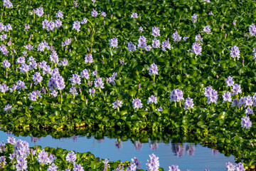 Common water hyacinth flowers from a little pond