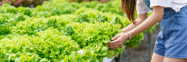 Female gardener examining quality of fresh organic salad vegetable hydroponic in hydroponics garden