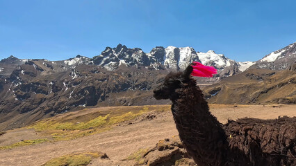 Landscape with Llama and blue sky in Andes Peru