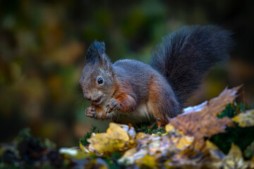 Cute hungry Red Squirrel (Sciurus vulgaris) searching for food in a pool of water in an forest...