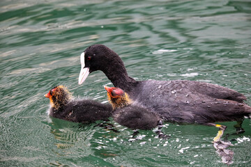 Coot Gliding Across the Lake, Nurturing Two Chicks