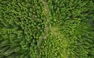Aerial drone panorama above the wild coniferous forests of Cindrel Mountains. A small spring flows inside a meadow along a footpath. Carpathia, Romania.  - obrazy, fototapety, plakaty
