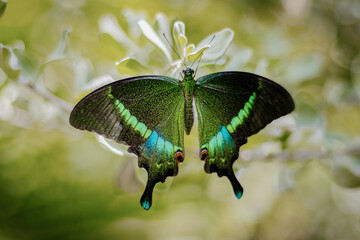butterfly on leaf
