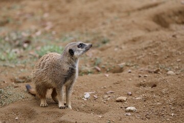 見つめるミーアキャットのポートレート