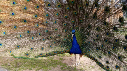 A blue peacock walking with his tail open, displaying colorful feathers - 680558432