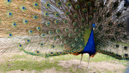 A blue peacock walking with his tail open, displaying colorful feathers - 680558434