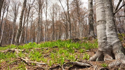 Snowdrop plants growing at the bottom of beech trees inside a wild forest in Carpathian Mountains. Early spring, the forest will start booming. 