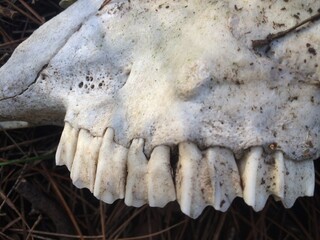 skull and bones