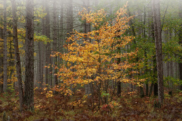 Foggy landscape of autumn maple in pine woodland, Hiawatha National Forest, Michigan’s Upper Peninsula, USA