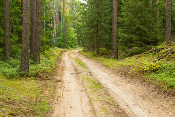 Fototapeta na wymiar Forest roads in the wilderness