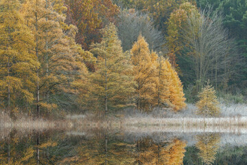Autumn landscape of frosted tamarack forest with mirrored reflections in calm water, Douglas Lake, Michigan, USA