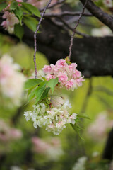 六孫王神社に咲く御衣黄桜