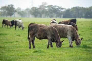 Fototapeta premium Australian cows grazing in a field on pasture. close up of a white murray grey cow eating grass in a paddock in springtime in australia