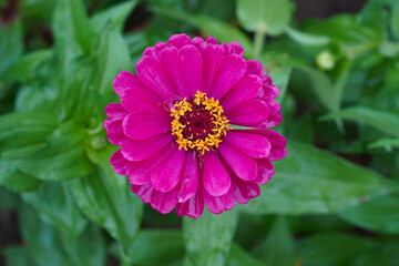 Obraz premium Purple flower Zinnia elegans or Zinnia violacea top view, close-up, natural background with green leaves.