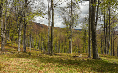Naklejka premium A beech forest blowing with green leaves. Springtime. The trees and their leaves are bright green. Luxuriant vegetation in Carpathian Massif, Romania.