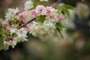 六孫王神社に咲く御衣黄桜
