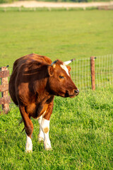 Cow on the meadow