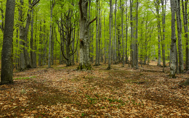 A beech forest blowing with green leaves. Springtime. The trees and their leaves are bright green. Luxuriant vegetation in Carpathia, Romania. - obrazy, fototapety, plakaty