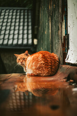 Siedzący rudy kot patrzący w obiektyw