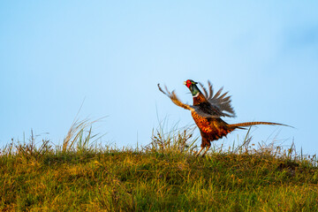 Calling pheasant on the field