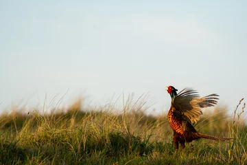 Foto auf Leinwand Calling pheasant on the field © denboma