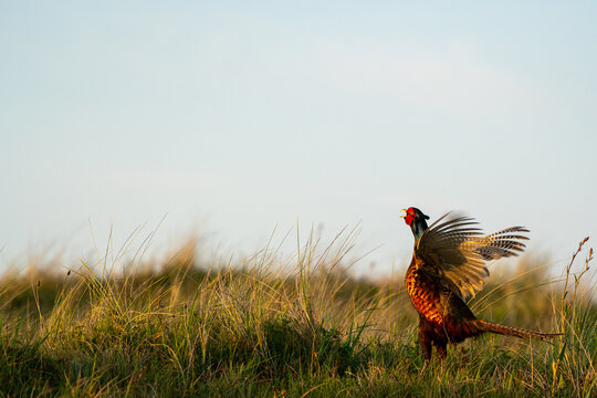 Calling pheasant on the field