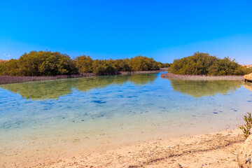 Mangrove trees in Ras Mohammed national park, Sinai peninsula in Egypt