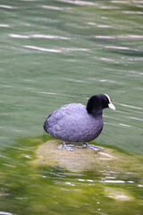 Coot Perched on Partially Submerged Rock in the Lake