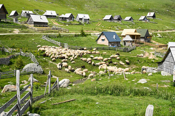 A flock of sheep between houses and huts in the village. A group of sheep graze on the mountain....