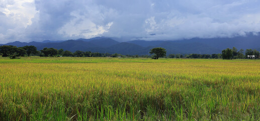 Yellow rice fields with a view of mountains and clouds in the sky in Chiang Rai Province, Thailand.
