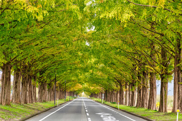 滋賀県のマキノにある延々と続くメタセコイア並木。