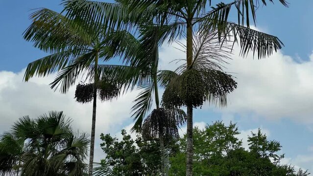 Aerial drone view of three a&ccedil;ai palms with abundant fruit bunches in the amazon rainforest