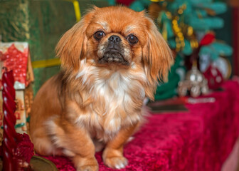 Little cute golden light Pekingese dog at Christmas time or New Year. Pet lifestyle concept