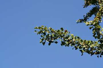 Ginkgo tree branch