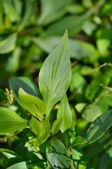 Red valerian leaves