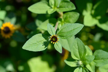 Naklejka premium Mexican creeping zinnia flower bud